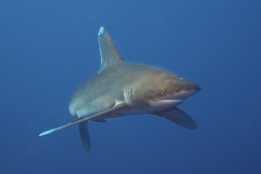Fish, Shark, Longimanus Shark